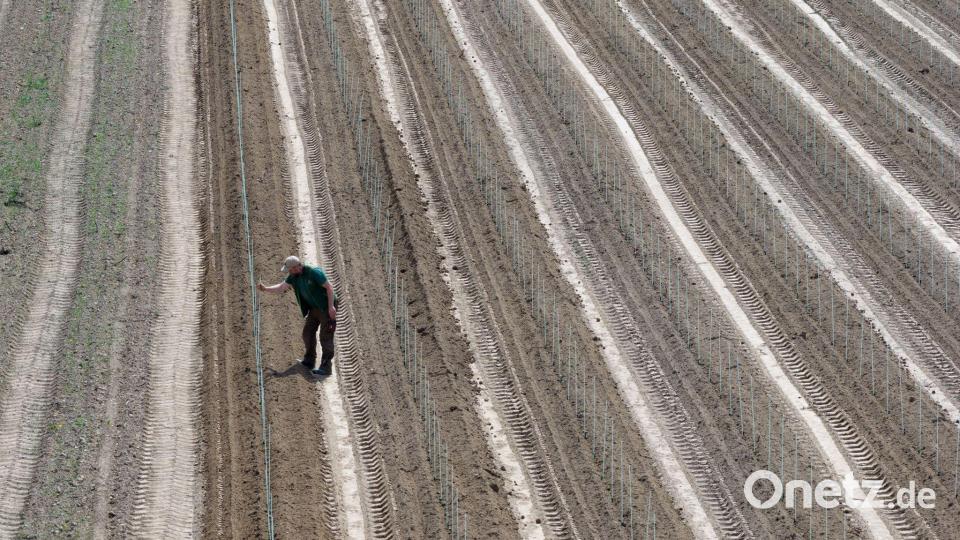 Till Neumeister, Weinbauleiter, ist mit der Neupflanzung von 14.300 Rebstöcken in Nünchritz für Sektgrundwein beschäftigt. Bild: Robert Michael/dpa