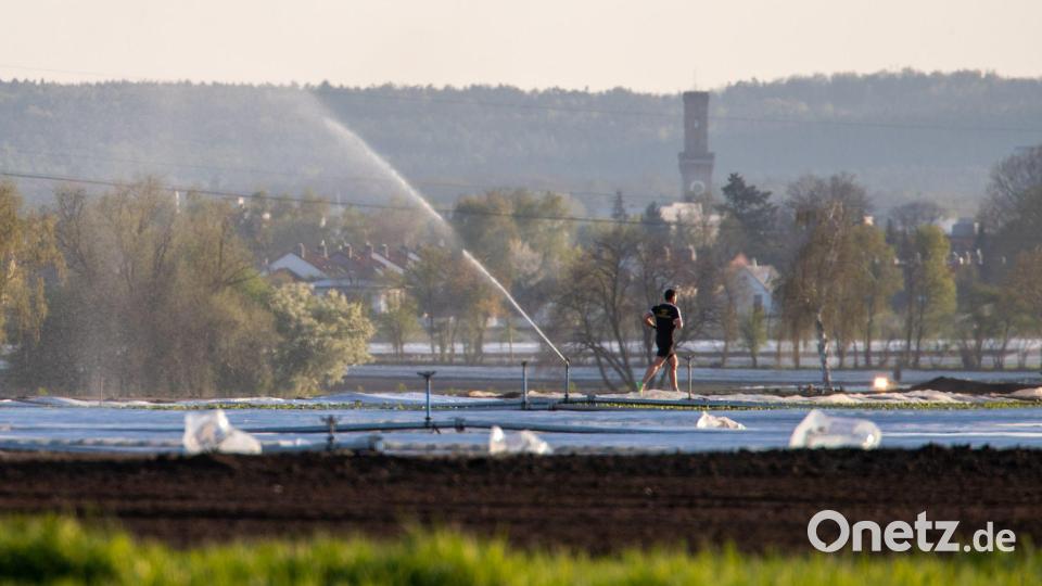 Im Knoblauchsland wird mit Flusswasser bewässert. (Archivbild) Bild: Daniel Karmann/dpa