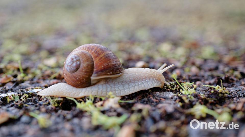 Nur nicht hetzen: Eine Schnecke kriecht über einen Feldweg im Rhein-Neckar-Kreis. Bild: Uwe Anspach/dpa