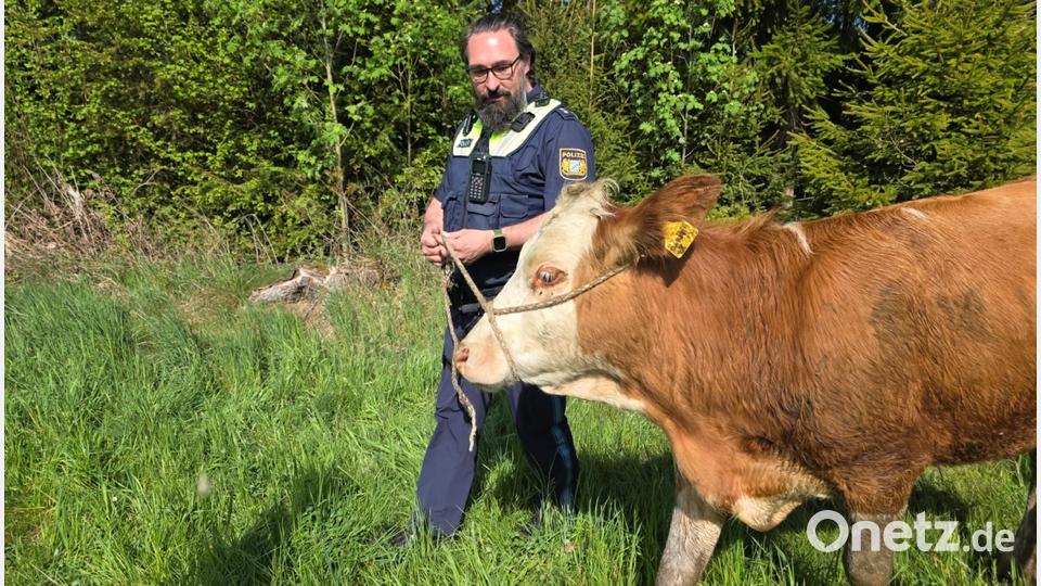 Nicht mit Handschellen, aber am Strick: Polizeioberkommissar Andreas Bauer führt ein entlaufenes Jungrind ab. Seit Dienstag irrten 63 Rinder in Kleingruppen kilometerweit zwischen Oberviechtach und Dieterskirchen durch die Flur. Bild: Polizeiinspektion Oberviechtach