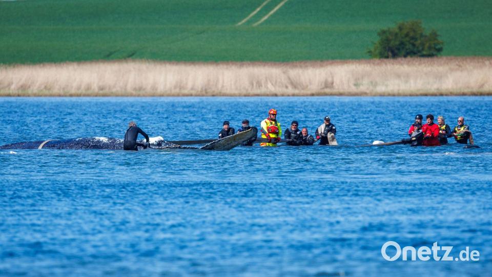 „Ans Würdelose grenzendes Gezerre“ nennt Greenpeace-Experte Thilo Maack das Geschehen am Wal. Bild: Jens Büttner/dpa