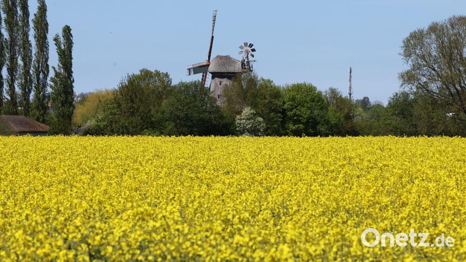 Raps blüht vor einer Windmühle in Mecklenburg-Vorpommern. Bild: Bernd Wüstneck/dpa