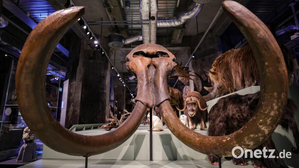 Die Sonderschau ist kurzlich angelaufen. (Archivbild) Bild: Christoph Reichwein/dpa