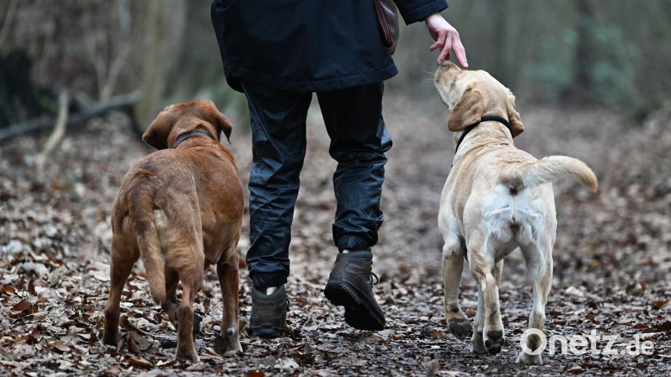 Hundehalte sollen ihre Vierbeiner an der Leine führen. (Archivbild) Bild: Arne Dedert/dpa/dpa-tmn