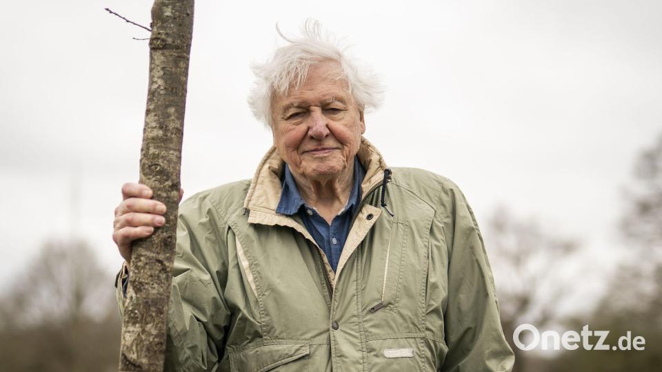 Attenborough wird heute 100 Jahre alt. (Archivbild) Bild: Aaron Chown/PA Wire/dpa