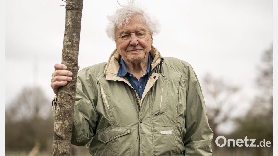 Der britische Naturforscher und Dokumentarfilmer David Attenborough feiert seinen 100. Geburtstag. (Archivbild) Bild: Aaron Chown/PA Wire/dpa