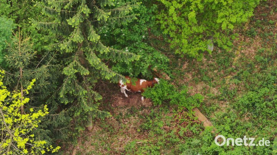 Drohnenbild eines Jungrindes im Waldstück bei Brücklinghof. Bild: VPI Amberg