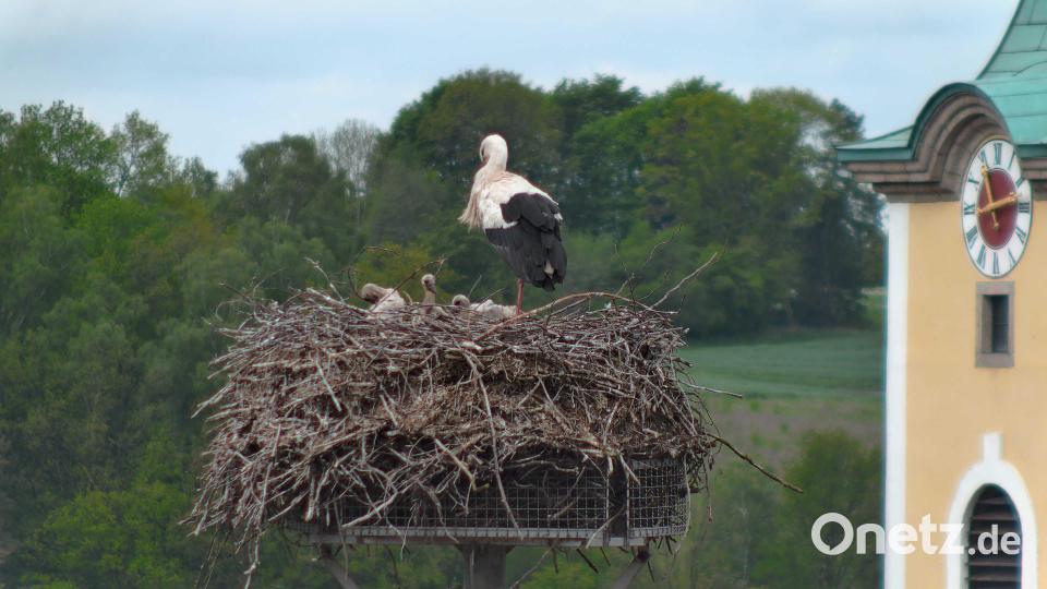 Vierfacher Nachwuchs in Neustadt/WN. Im Nest auf dem Landratsamt können derzeit gleich vier Storchenküken beobachtet werden. Screenshot: worldcam.eu