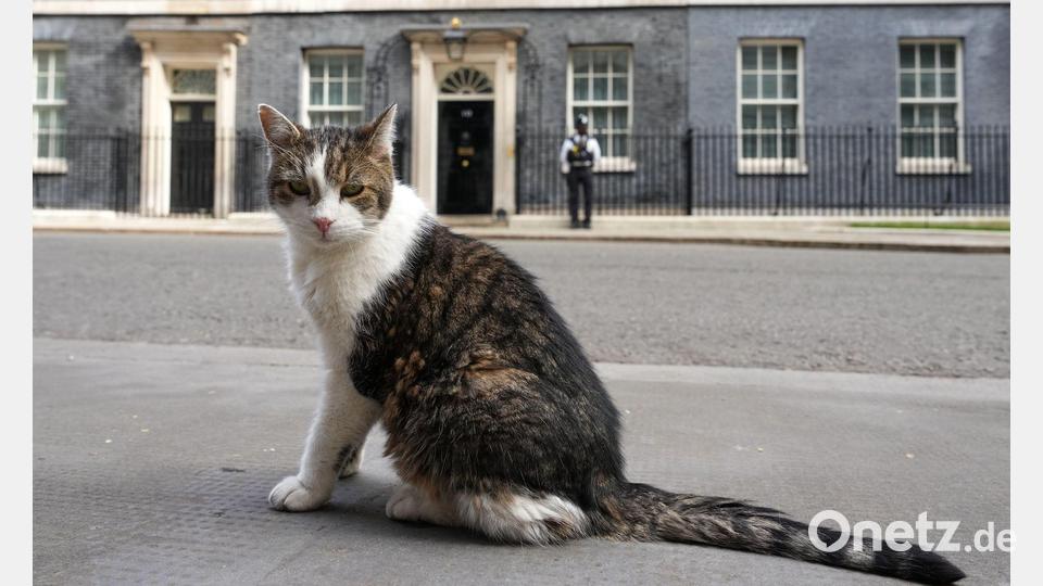 Kater Larry, „Oberster britischer Mäusejäger“, sitzt nach den Kommunalwahlen gegenüber von Downing Street 10 in London. Bild: Kirsty Wigglesworth/AP/dpa