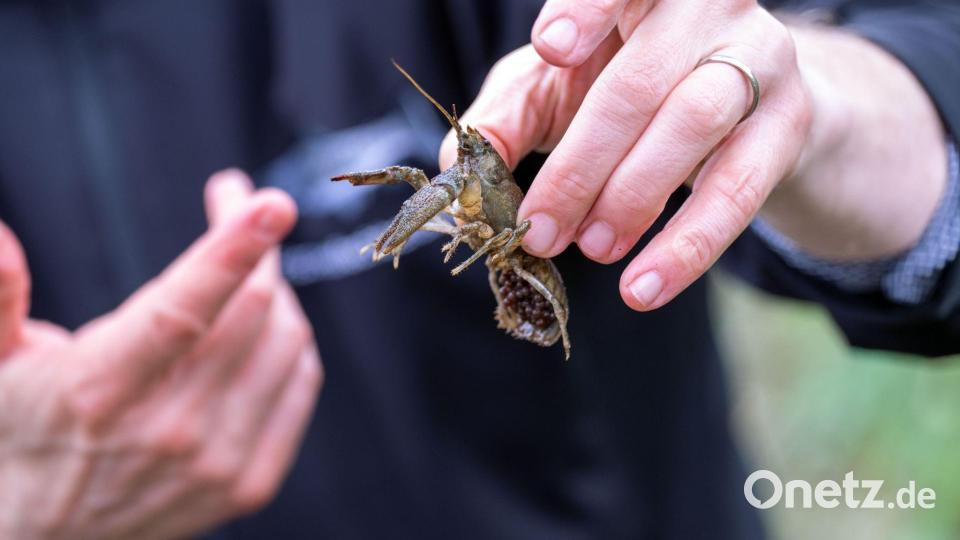 Der Steinkrebs ist recht anspruchsvoll, was seinen Lebensraum betrifft. Das Wasser sollte auch im Sommer kalt und sehr sauber sein. (Archivbild) Bild: Pia Bayer/dpa