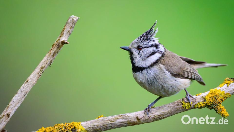 Schöner Kopfschmuck: Eine Haubenmeise steht in Brandenburg auf einem Ast. Bild: Patrick Pleul/dpa