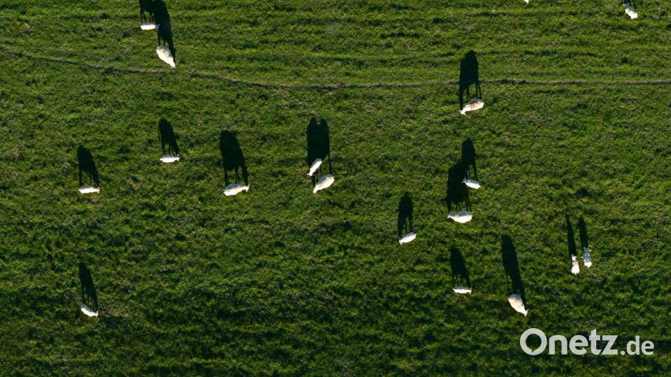 Schafe auf einem Deich in Nordenham werfen lange Schatten. Bild: Sina Schuldt/dpa
