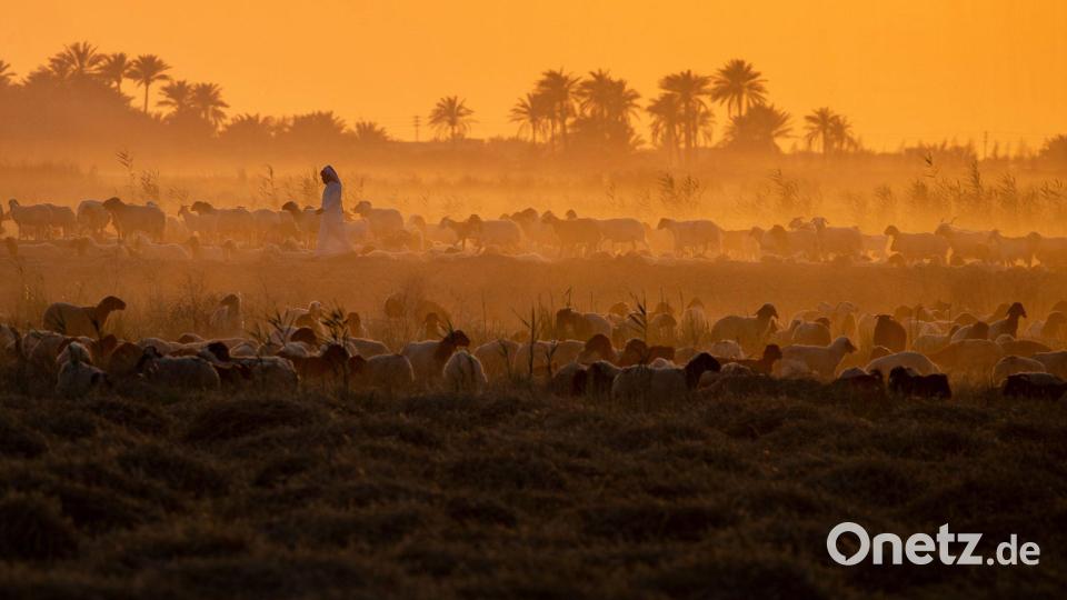 Ein irakischer Hirte hütet Schafe und Ziegen bei Sonnenuntergang in der irakischen Stadt Mishkhab südlich von Nadschaf. Bild: Anmar Khalil/AP/dpa