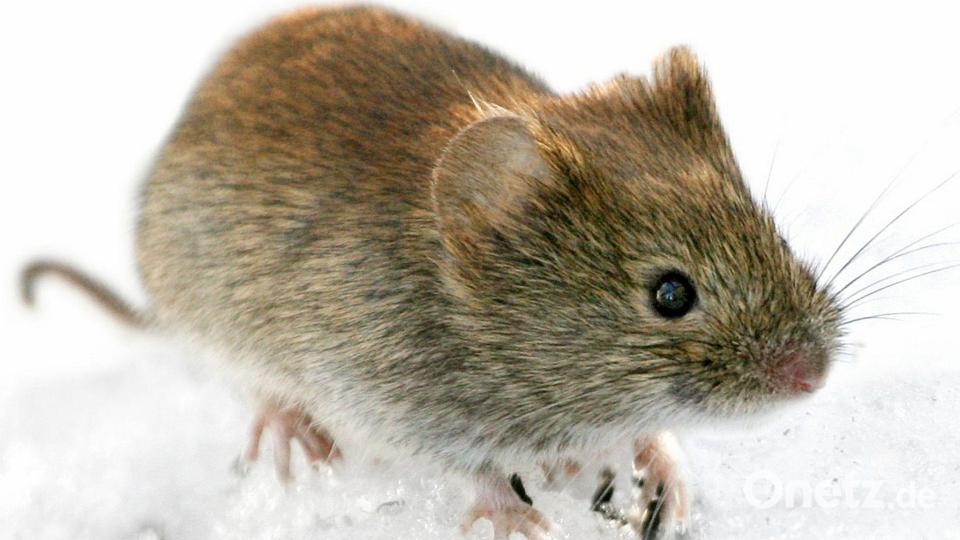 Die Rötelmaus (Clethrionomys glareolus) kann in Deutschland Hantaviren übertragen. (Archivbild) Bild: Kimmo Taskinen/STT-Lehtikuva/dpa