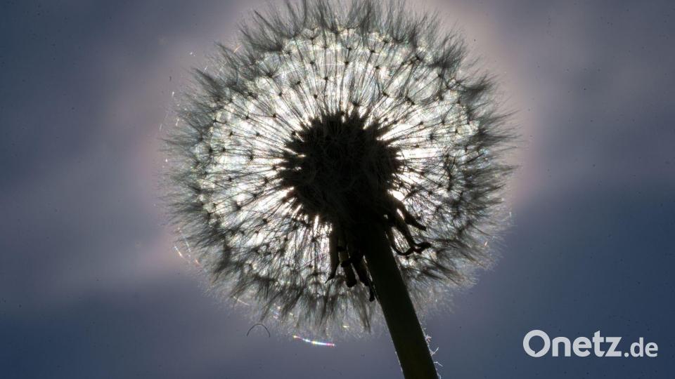 Eine Pusteblume leuchtet in der Sonne. Bild: Pia Bayer/dpa