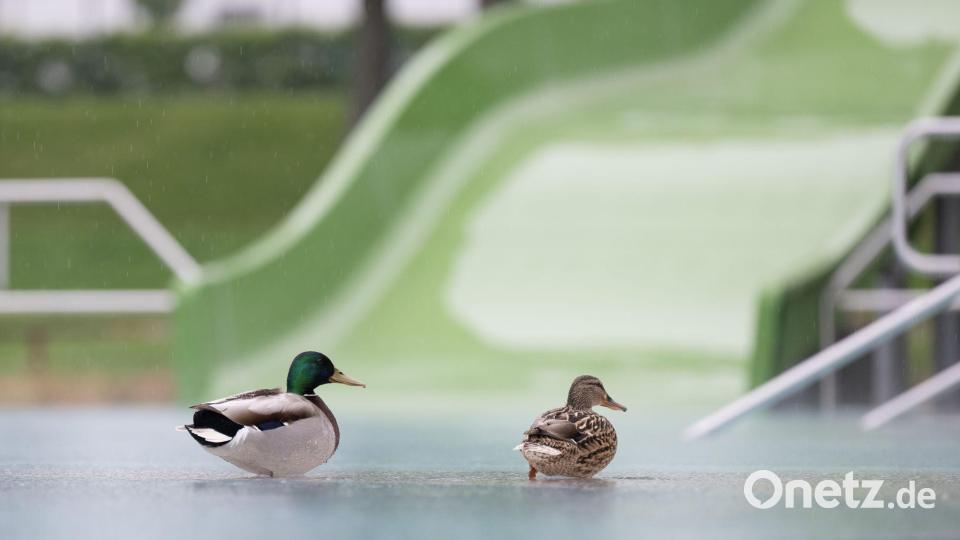 Enten im Kombibad - vor Beginn der Freibadsaison Bild: Sebastian Kahnert/dpa