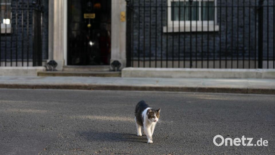 London, Downing Street 10: Der „Chief Mouser“ bleibt gelassen – Starmer ringt in der größten Führungskrise Bild: Kirsty Wigglesworth/AP/dpa