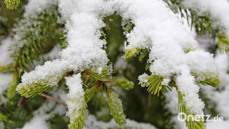 Schierke: Fichtenzweige im weißen Mantel – die Eisheiligen bringen Schneefall in die Harzer Höhenlagen Bild: Matthias Bein/dpa
