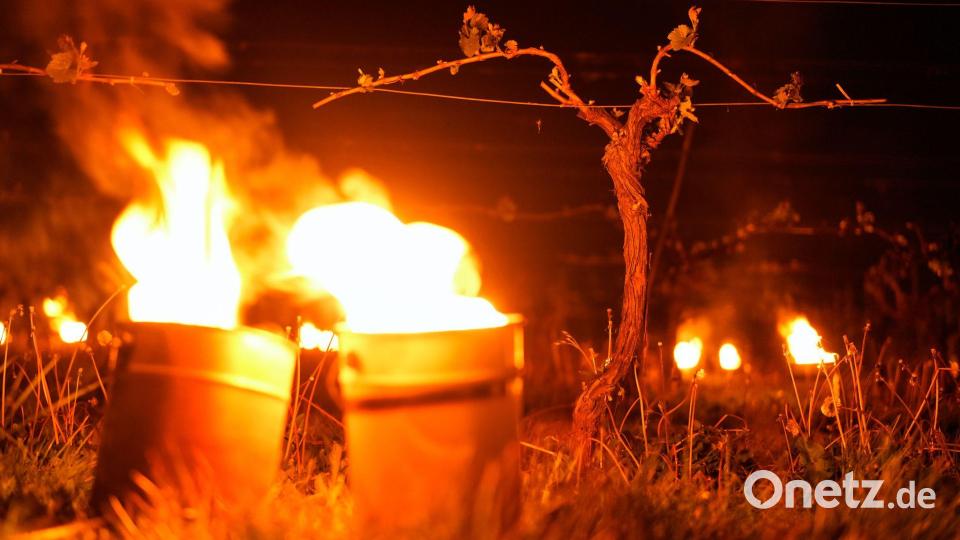 Hampshire: Frostkerzen im Weinberg von Waitrose’s Leckford Estate schützen Rebstöcke vor spätem Frühjahrsfrost Bild: Andrew Matthews/PA Wire/dpa