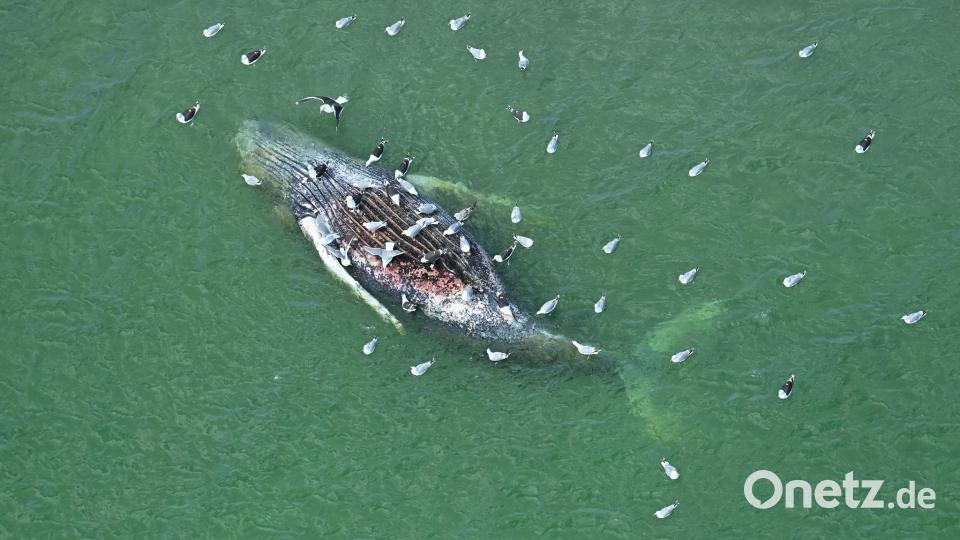Toter Wal vor Anholt entdeckt: Identisch mit dem Tier von Timmendorfer Strand? Bild: Jonas Walzberg/dpa
