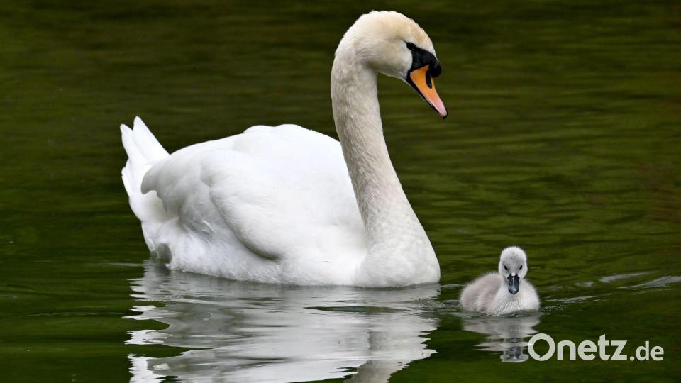 Ein Schwanenküken schwimmt im Englischen Garten in München neben einem Elterntier. Bild: Katrin Requadt/dpa