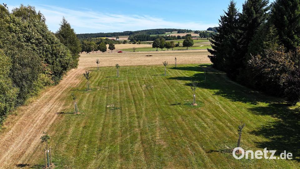 Die neu gepflanzte Streuobstwiese am Ortsrand von Poppenreuth im Jahr 2025. Der Obst- und Gartenbauverein Poppenreuth hat damit den Wettbewerb „Streuobst – bunt und lebendig“ im Landkreis Tirschenreuth gewonnen. Archivbild: Wolfgang Erhard