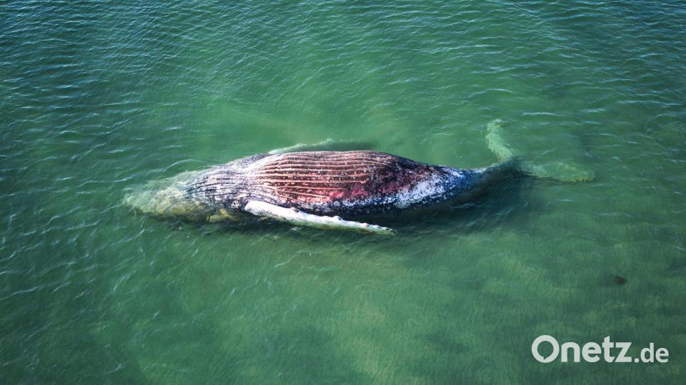 Die Reise des Buckelwals endete im flachen Wasser vor der dänischen Insel Anholt. Bild: Marcus Golejewski/dpa