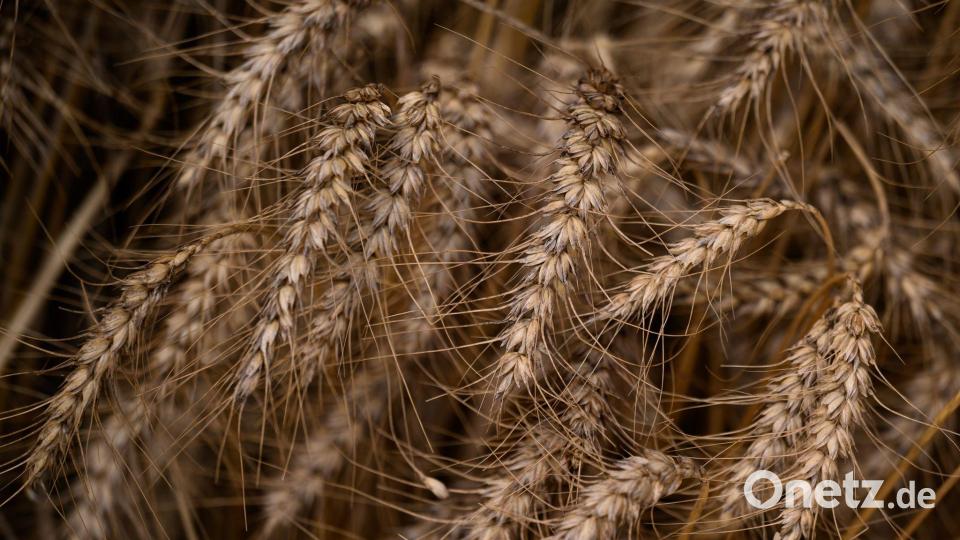 Wer Zöliakie hat, kann kein glutenhaltiges Getreide wie Weizen essen. (Symbolbild) Bild: Hendrik Schmidt/dpa