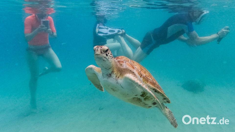 Touristen filmen eine Meeresschildkröte, die vor dem Strand von Piskado auf Curaçao schwimmt. Bild: Matias Delacroix/AP/dpa