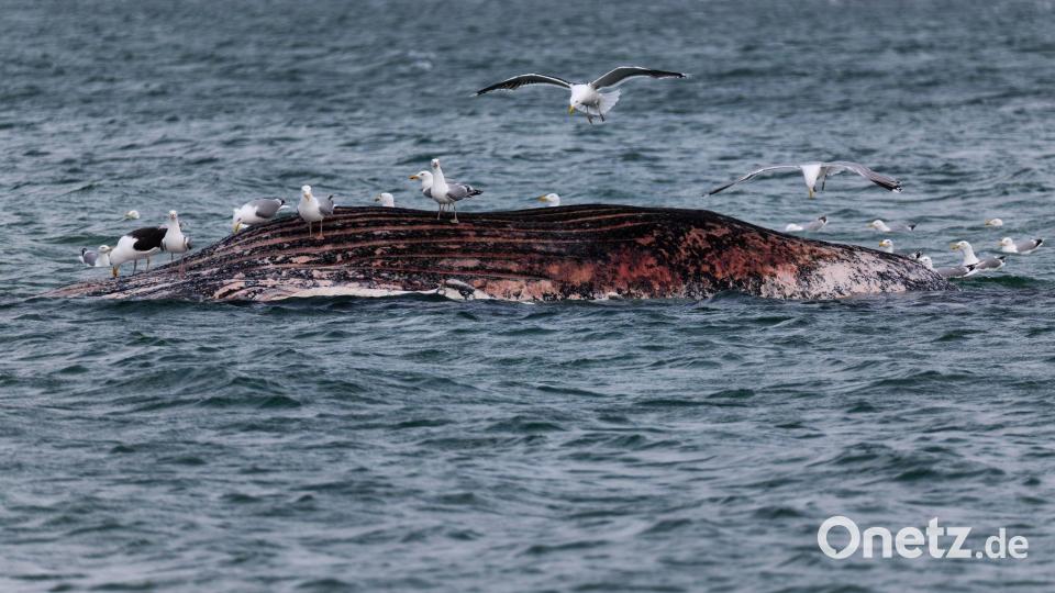 Ein toter Wal ist vor der dänischen Insel Anholt von Möwen umgeben. Bild: Marcus Golejewski/dpa