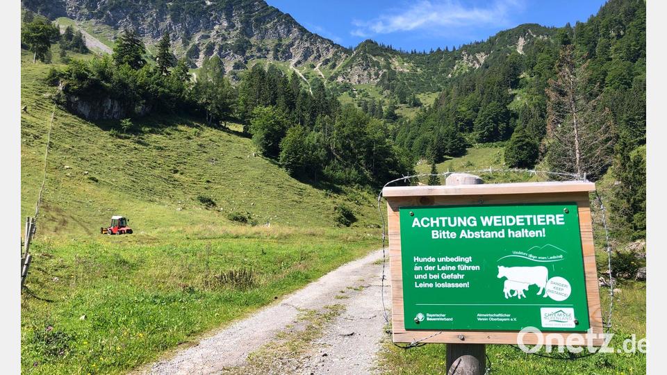 Beim Betreten von Weidegebiet ist Vorsicht geboten. (Symbolbild) Bild: Roland Freund/dpa
