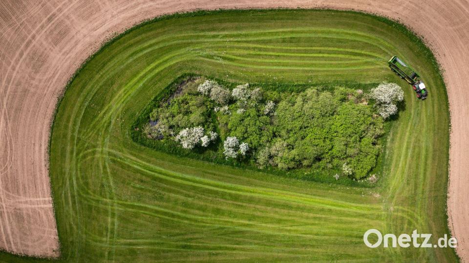 Ein Bauer erntet Grünfutter. Bild: Jens Büttner/dpa