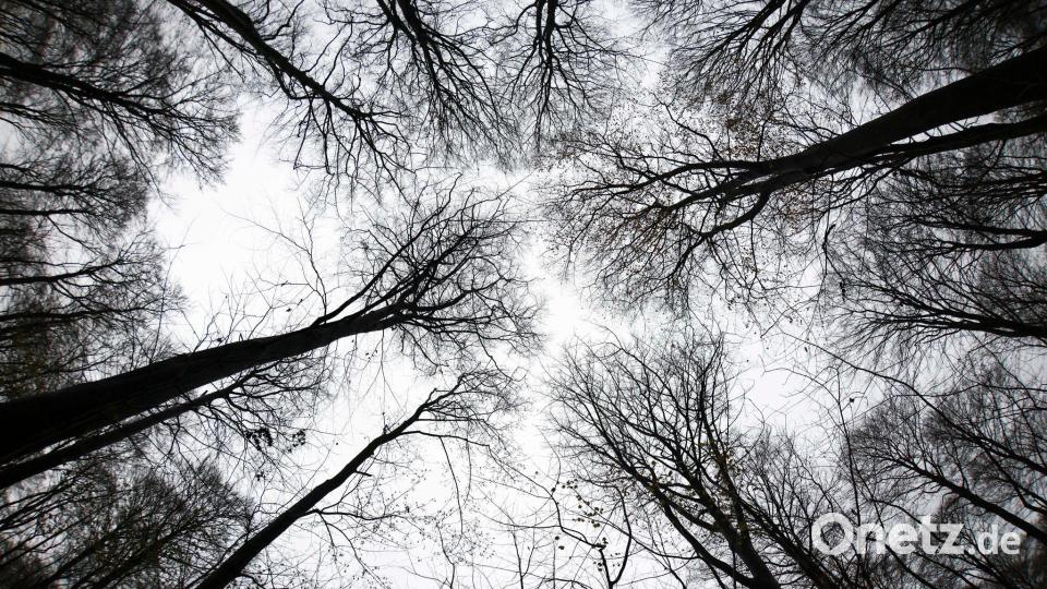 Laut der neuen Erhebung haben weiterhin vier von fünf Bäumen Schäden. (Archivbild) Bild: Christian Charisius/dpa