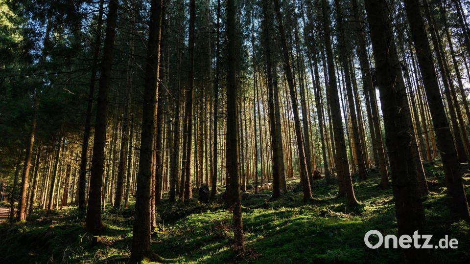 Der Zustand der deutschen Wälder bleibt angespannt. (Archivbild) Bild: Jan-Philipp Strobel/dpa