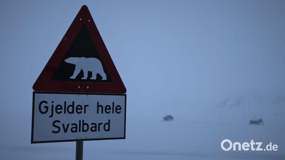 Zum ersten Mal ist in Europa bei einem Eisbären die Vogelgrippe entdeckt worden - und zwar auf der norwegischen Inselgruppe Spitzbergen. (Symbolbild) Bild: Steffen Trumpf/dpa