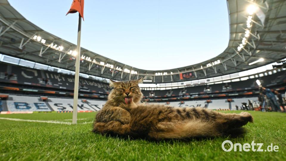 Am Rande des Abschlusstrainings machte es sich eine Katze am Spielfeldrand bequem. Bild: Robert Michael/dpa