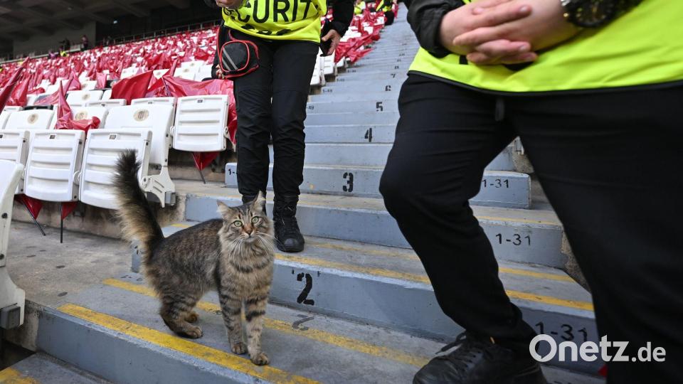 Eine Katze läuft vor dem Europa-League-Finale im Stadion herum. Bild: Robert Michael/dpa