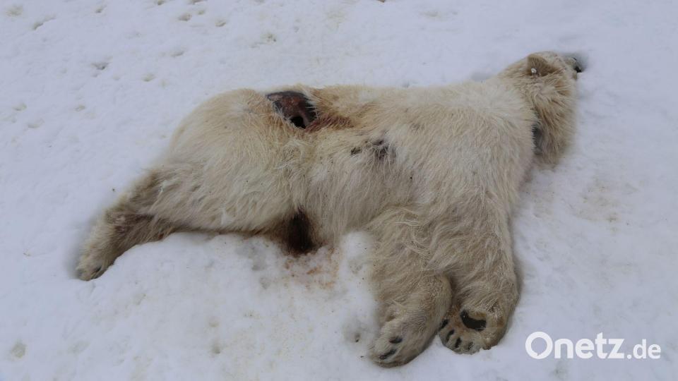 Auf Spitzbergen ist bei einem einjährigen männlichen Eisbären das Vogelgrippe-Virus nachgewiesen worden. Bild: Ingebjørg H. Nymo/Norwegisches Veterinärinstitut/dpa
