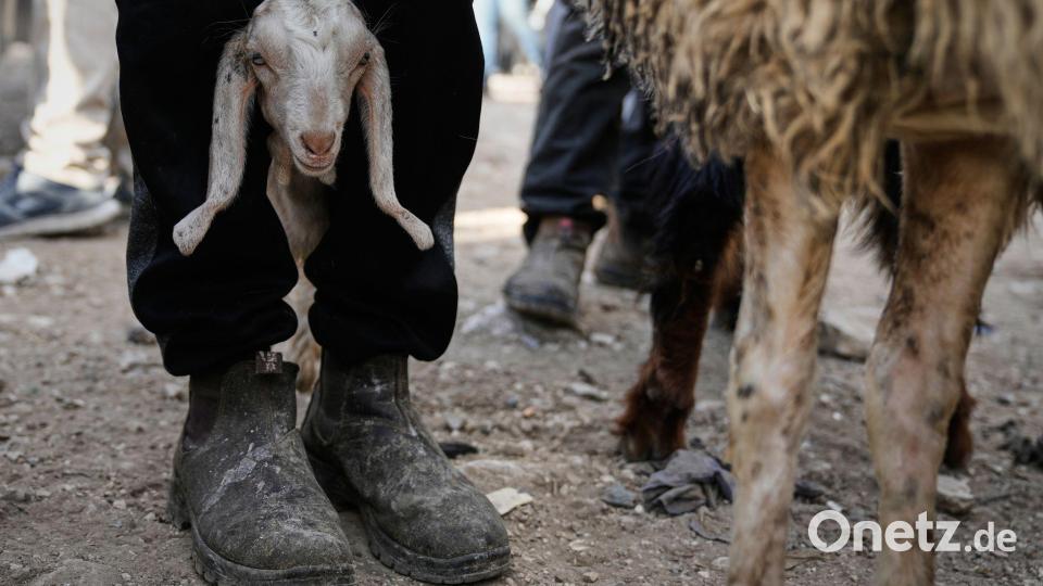 Vor Eid al-Adha steigt der Handel mit Schafen und Ziegen auf dem Viehmarkt in Nablus im Westjordanland deutlich an. Bild: Majdi Mohammed/AP/dpa