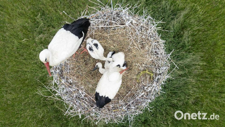 Mit seinen zwei Küken sitzt ein Paar Weißstörche auf dem Nest im hessischen Ried. Bild: Boris Roessler/dpa