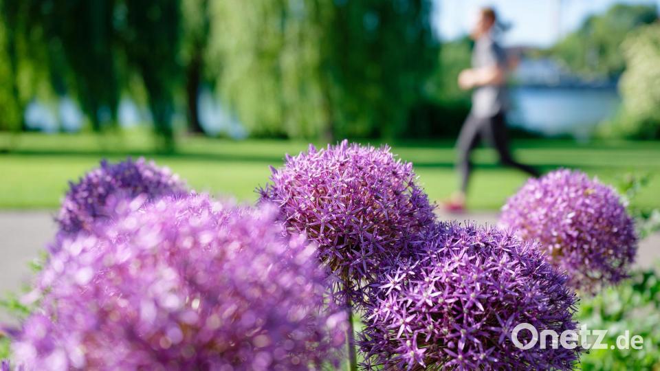 Sonnig in Baden-Württemberg: Joggerin am Neckarufer, blühender Sternkugel-Lauch sorgt für Farbtupfer Bild: Uwe Anspach/dpa