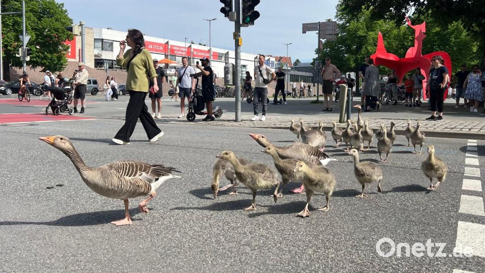 Graugänse gehen mit ihrem Nachwuchs ordnungsgemäß über eine Ampel vom Maschsee in den Maschpark in Hannovers Innenstadt. Bild: Julian Stratenschulte/dpa