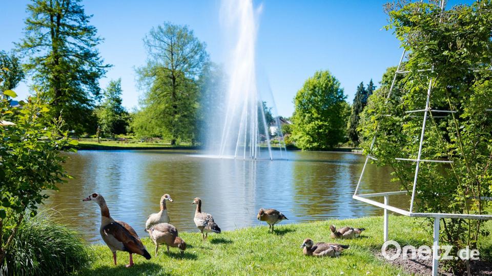 Eine Entenfamilie sicherte sich einen sonnenreichen Platz im Rosengarten im rheinland-pfälzischen Zweibrücken. Bild: Laszlo Pinter/dpa