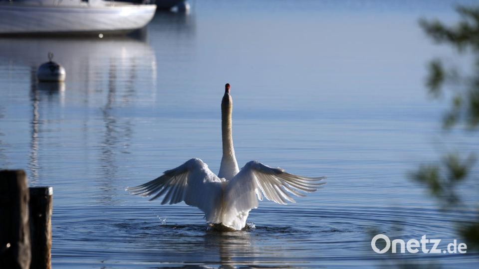 Flügelschlag in einen herrlichen Tag - ein Schwan im Ammersee. Bild: Karl-Josef Hildenbrand/dpa