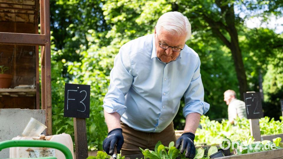Steinmeier gärtnert in einem Hochbeet in Berlin-Neukölln. Bild: Christophe Gateau/dpa