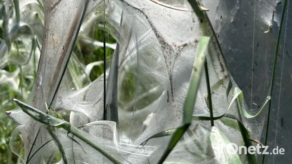 Gespinstmotten stellen nach Angaben der Stadt Weiden keine Gefahr für Mensch und Natur dar. Bild: Stadt Weiden