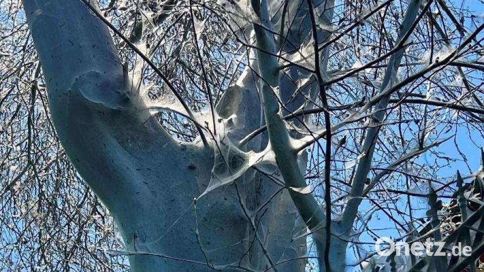 Gespinstmotten stellen nach Angaben der Stadt Weiden keine Gefahr für Mensch und Natur dar. Bild: Stadt Weiden