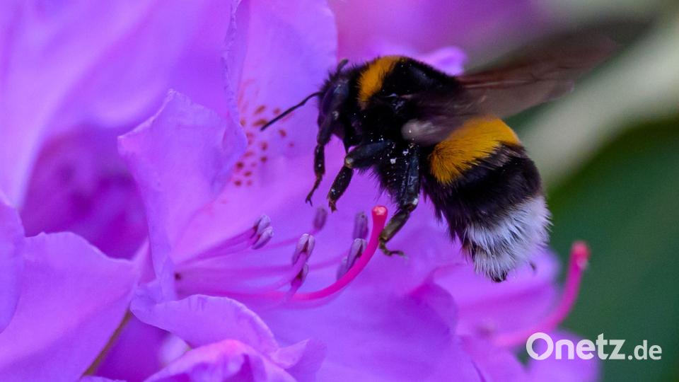 Fleißiges Nektarsammeln: Der Sommer geht weiter Bild: Hendrik Schmidt/dpa