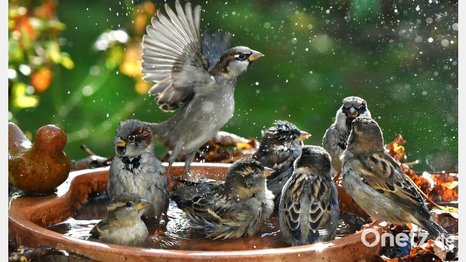 Haussperlinge baden in einer Vogeltränke. Bild: Waltraud Grubitzsch/dpa