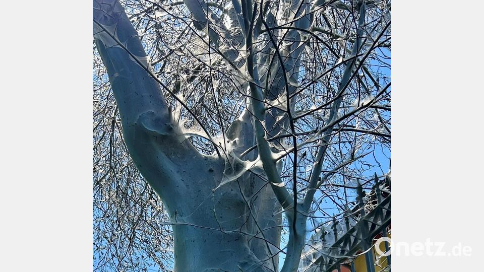 Gespinstmotten stellen nach Angaben der Stadt Weiden keine Gefahr für Mensch und Natur dar. Bild: Stadt Weiden